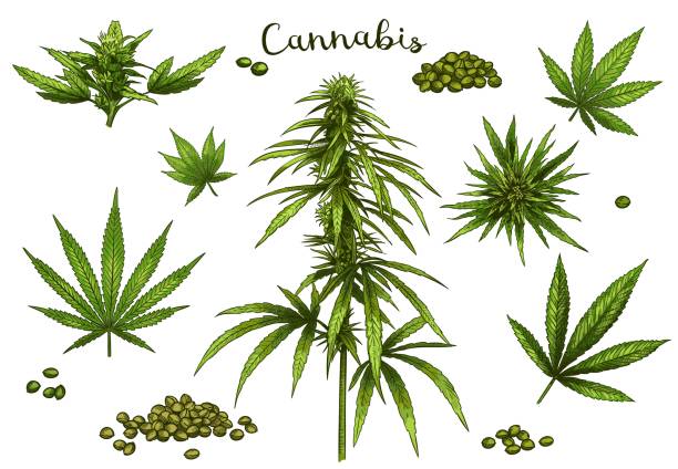 ilustrações de stock, clip art, desenhos animados e ícones de color hand drawn cannabis. green hemp plant seeds, sketch cannabis leaf and marijuana bud vector illustration set - canábis narcótico