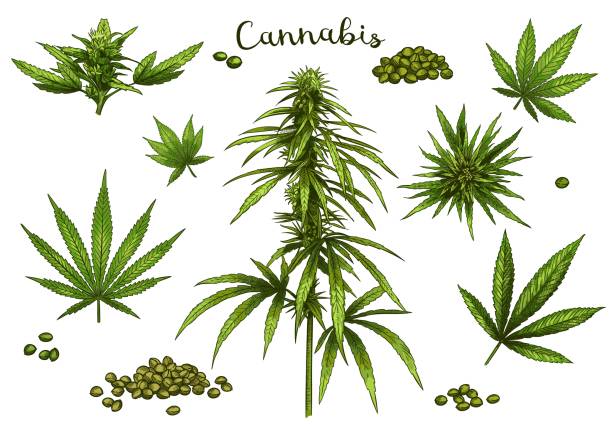 Color hand drawn cannabis. Green hemp plant seeds, sketch cannabis leaf and marijuana bud vector illustration set Color hand drawn cannabis. Green hemp plant seeds, sketch cannabis leaf and marijuana bud vector illustration set. Bundle of elegant detailed natural drawings of wild hemp foliage and inflorescences. inflorescence stock illustrations