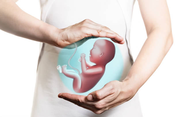 Concept of  maintaining a pregnancy, In vitro fertilisation, health of the embryo. Image of a woman in a white dress and 3d model of the baby between her hands. Concept of  maintaining a pregnancy, In vitro fertilisation, health of the embryo. artificial insemination photos stock pictures, royalty-free photos & images