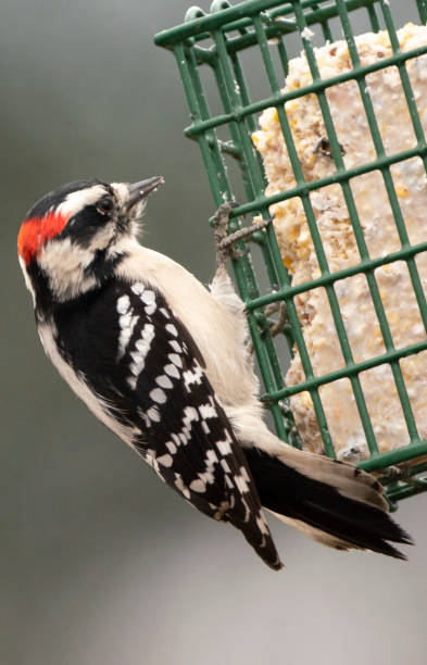 istock Clinging to the cage 1203810569