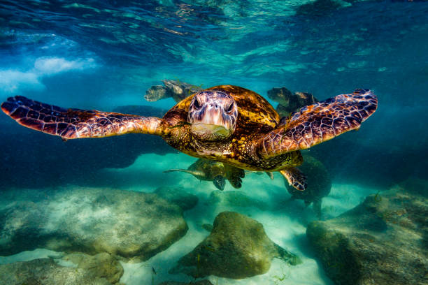 istock Beautiful Hawaiian Green Sea Turtle 1203811544