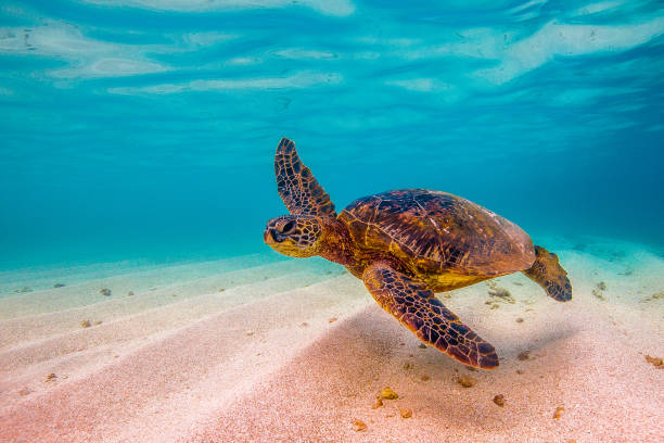 istock Beautiful Hawaiian Green Sea Turtle 1203811557