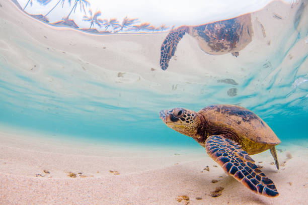 istock Beautiful Hawaiian Green Sea Turtle 1203811962