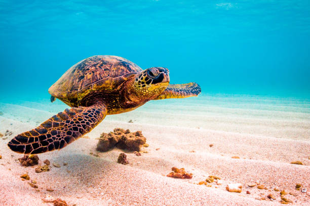 istock Beautiful Hawaiian Green Sea Turtle 1203812048