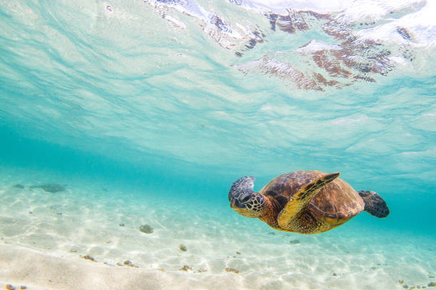 istock Beautiful Hawaiian Green Sea Turtle 1203812124