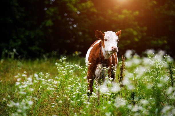 istock Cows grazing on a green field 1203812341