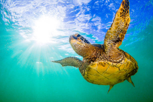 Hawaiian Green Sea Turtle Basking in the warm waters of the Pacific Ocean