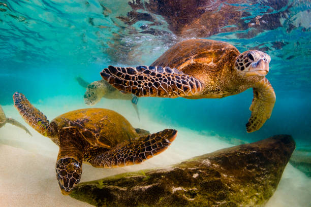 istock Beautiful Hawaiian Green Sea Turtle 1203812965