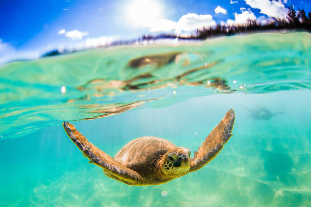 istock Beautiful Hawaiian Green Sea Turtle 1203812993