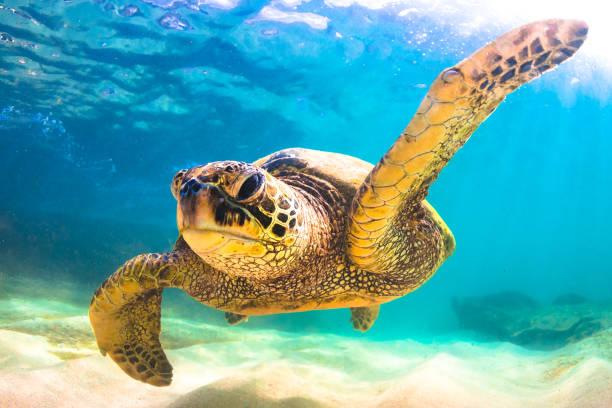 istock Beautiful Hawaiian Green Sea Turtle 1203813049