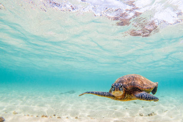 istock Beautiful Hawaiian Green Sea Turtle 1203813194