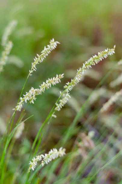 istock Stems of wild herbs with seeds. 1203814484