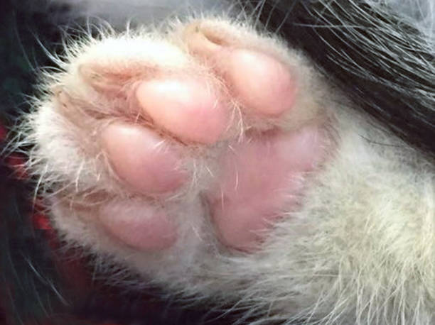 istock Cat‘s paw closeup 1203814767