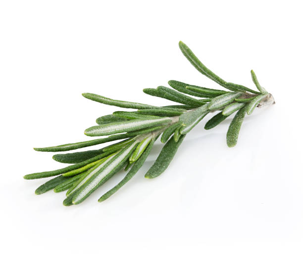 istock Fresh rosemary isolated on white background. 1203814925
