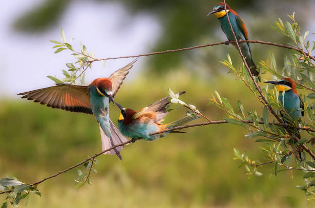 愛のビーを食べる人 - bee eater colorful bird beautiful bird animal ストックフォトと画像