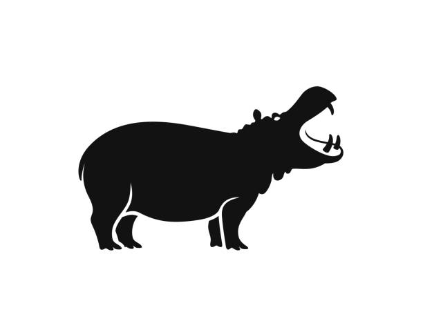 ilustraciones, imágenes clip art, dibujos animados e iconos de stock de hipopótamo hipopótamo aislado sobre fondo blanco - hippopotamus