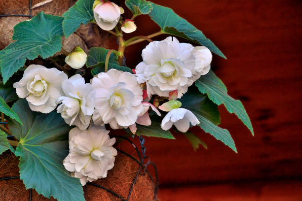 Gentle flowers of white begonia in the flowerpot close up Gentle flowers of white begonia in the flowerpot close up. Begonia is spectacular and elegant blossoming decorative plant for garden, home floriculture, landscaping. Begonia ampelous plant begoniaceae stock pictures, royalty-free photos & images