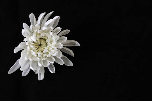 Pictured a flower of chrysanthemum in a black background.