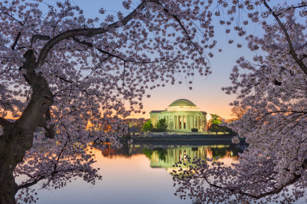 istock Washington, DC at the Tidal Basin and Jefferson Memorial 1203816550