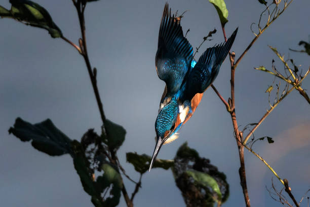 погружение зимородка - animals hunting kingfisher animal bird стоковые фото и изображения