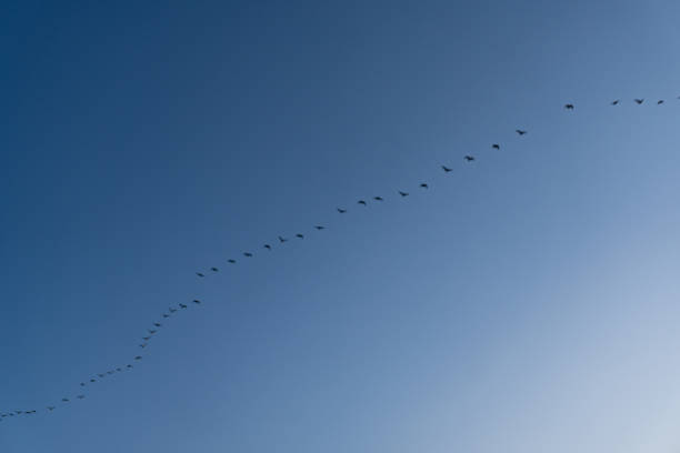 istock A group of birds flying in the blue sky 1203817519