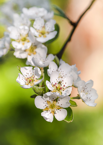 Beautiful delicate white flowers of pear blossom in the morning sun. (Pyrus communis) Selective soft focus.