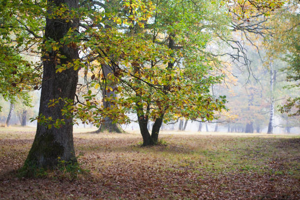 istock Old oak trees in misty forest landscape 1203821000