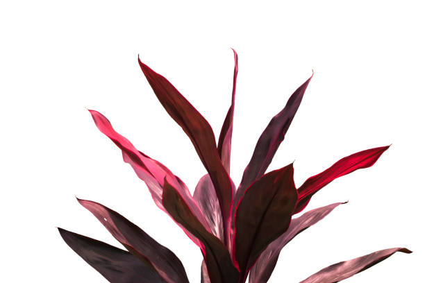 istock TI Plant or cordyline terminals 1203821205