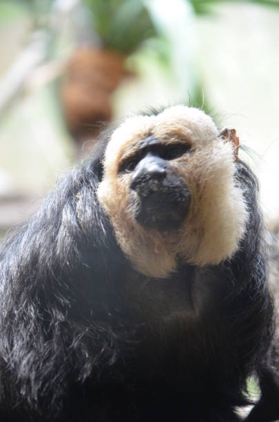istock White-faced Saki Monkey or Golden Face Saki 1203821461