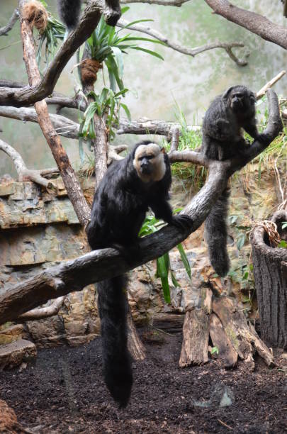 istock White-faced Saki Monkey or Golden Face Saki 1203821468