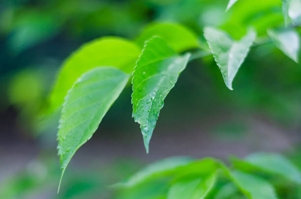 Close-up of a fresh tree branch in the morning sun. Selective focus. Eye level shooting.