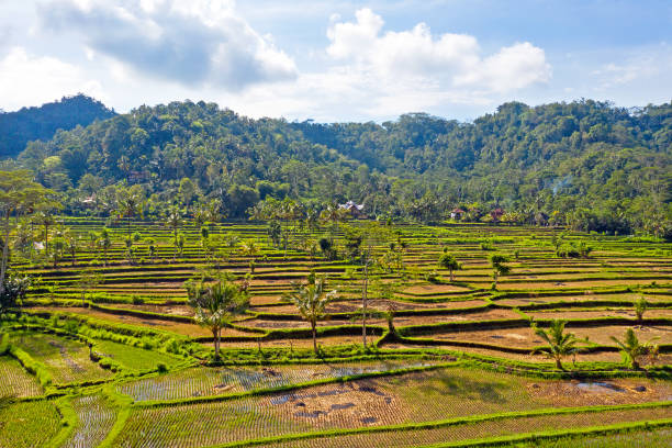 空中從稻田在巴厘島印尼的西門 - sidemen 個照片及圖片檔