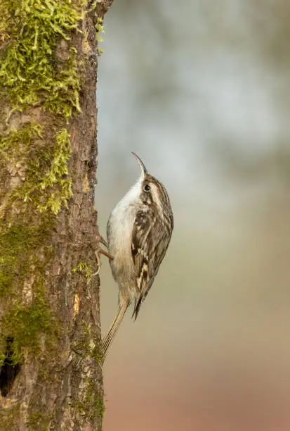 Short-toed treecreeper (Certhia brachydactyla) climbing on a tree.