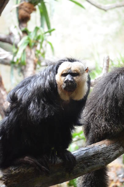 istock White-faced Saki Monkey or Golden Face Saki 1203825805