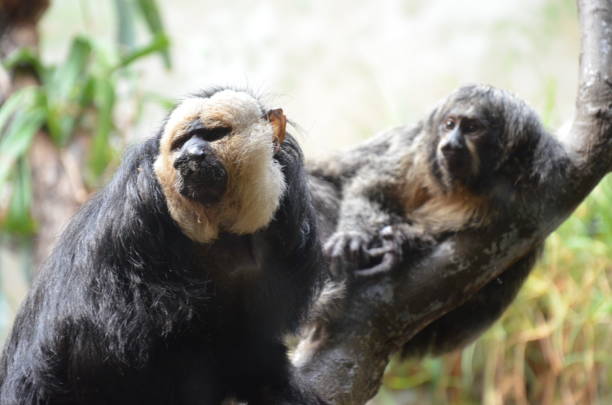 istock White-faced Saki Monkey or Golden Face Saki 1203825806