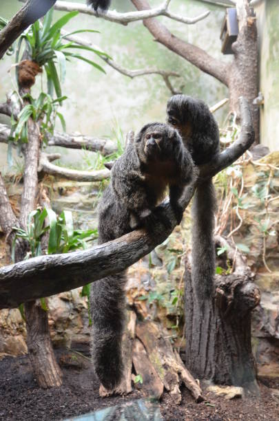 istock White-faced Saki Monkey or Golden Face Saki 1203825832