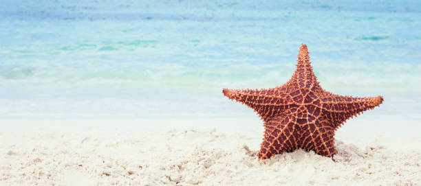 istock Starfish on the Beach in the Bahamas, Caribbean 1203825877