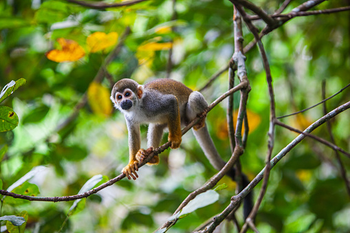 Wild Red-Shanked Douc Langur mother and baby in the tropical paradise of Da Nang, Vietnam in Southeast Asia.