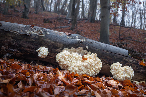 Edible mushrooms of unusual shape that grow on a tree trunk