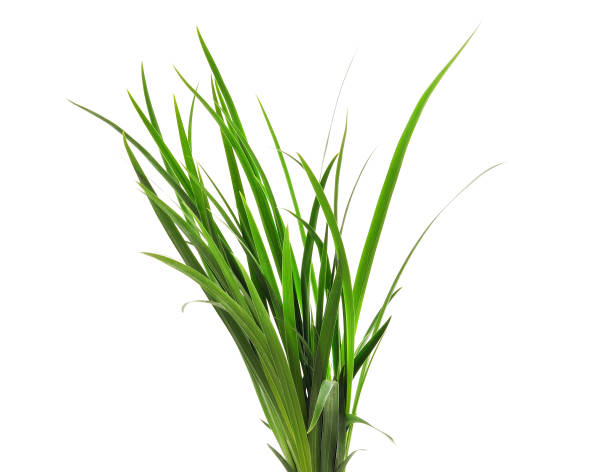 istock Bunch of green grass. 1203827268