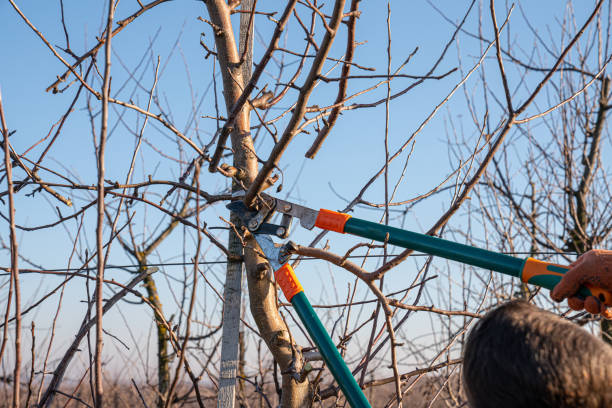 istock Senior man cutting some branches of fruit tree by garden shear during spring time, winter time, autumn time 1203828021