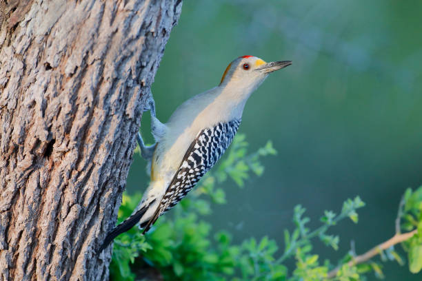 pica-pau de frente dourada (melanerpes aurifrons) em árvore no sul do texas, eua - pica paus - fotografias e filmes do acervo