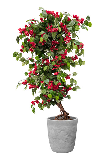 Topiary of red flower tree plant on the cray stone pot container isolated on white background for formal European style garden