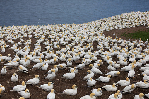 Many pelicans and cormorant and birds colony in baja california sur mexico, magdalena bay