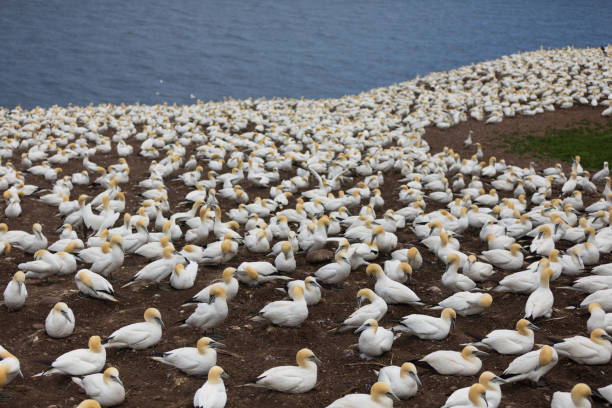 A glimpse at a large group of Northern gannets on Bonaventure Island. Travel and nature photography. gaspe peninsula stock pictures, royalty-free photos & images