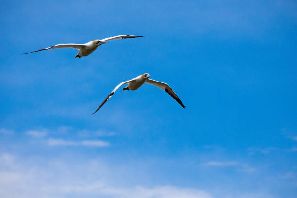 istock Two Northern gannets while in flight, one below the other, around Bonaventure Island. 1203830012