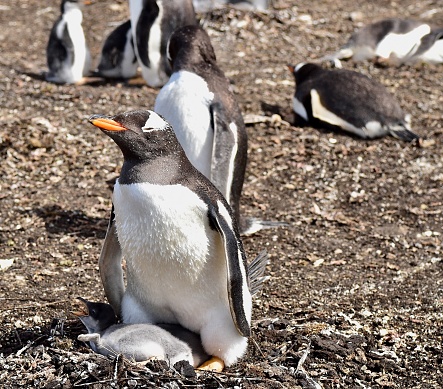 Colony of Penguins in the Falklands