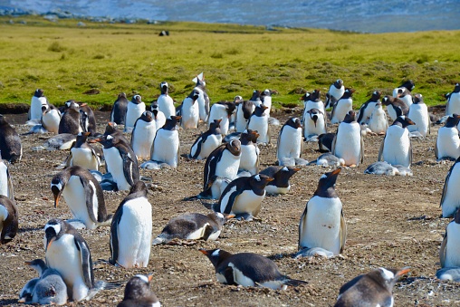 Colony of Penguins in the Falklands