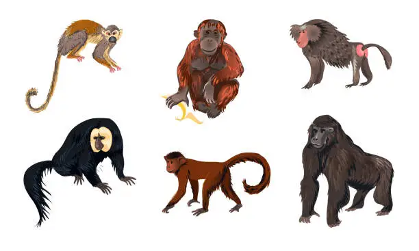 Vector illustration of Funny monkey animals of different types vector illustration