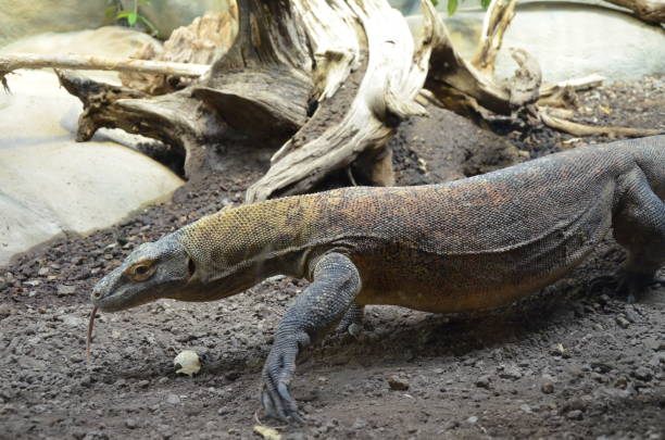istock Komodo Dragon, the largest lizard in the world 1203831256